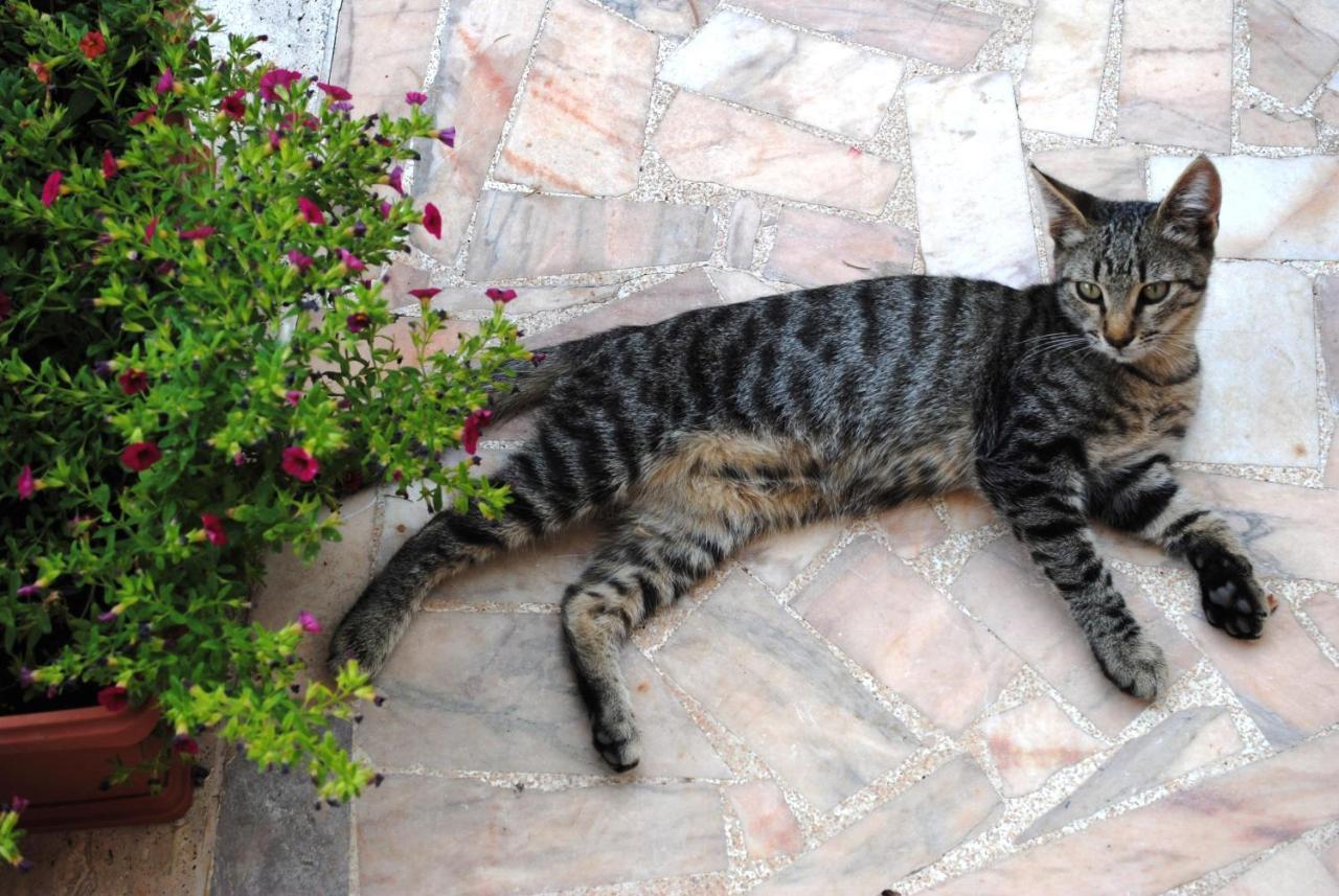 Dimora Romano Alberobello Ngoại thất bức ảnh